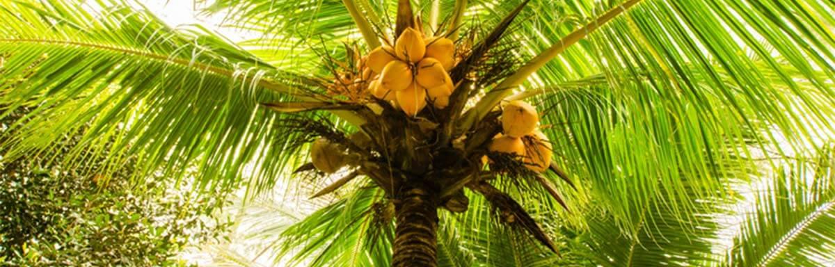 Palmera con frutos 