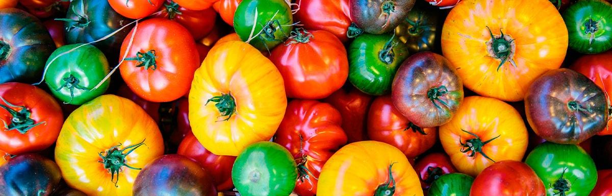 Variedad de tomates de diferentes colores