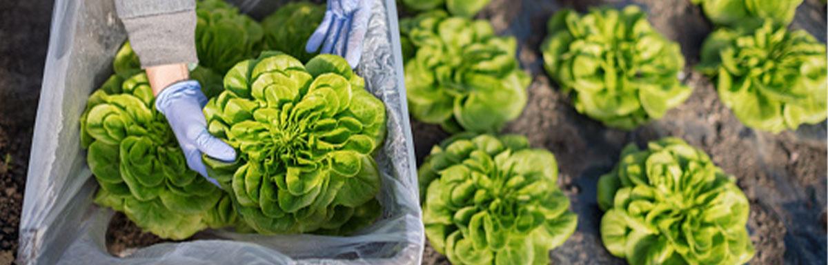 Un tipo de lechuga siendo recogida del campo.