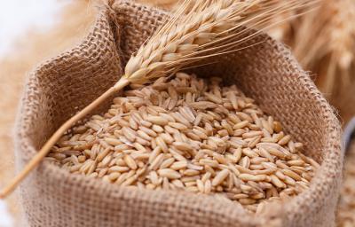trigo con gluten