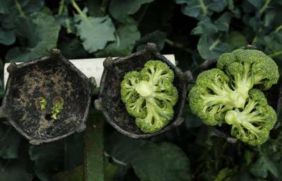 Cosecha de brócoli