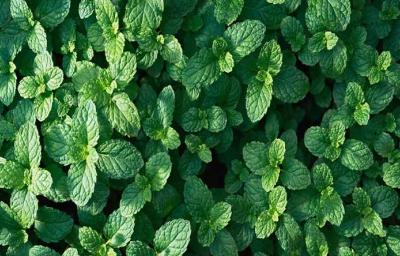 Hojas frescas de hierbas aromáticas Hojas frescas de hierbas aromáticas